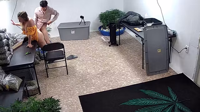 Desperate 420 Trimmer Girl let boss fuck n exchange for weed , smoking employee