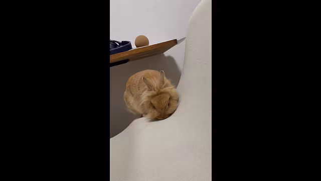 Cute rabbit.