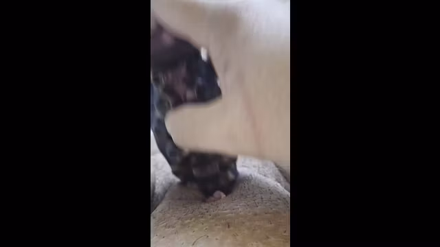 Trans man plays with in wet pussy then tries a taste