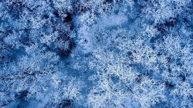 A daytime winter forest