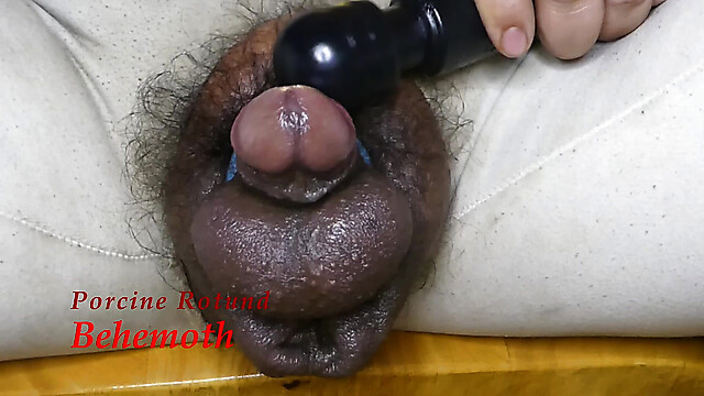 PorcineBehemoth