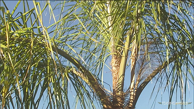 eroticfemaledominati