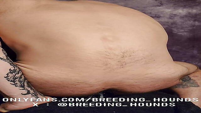 breeding_hounds