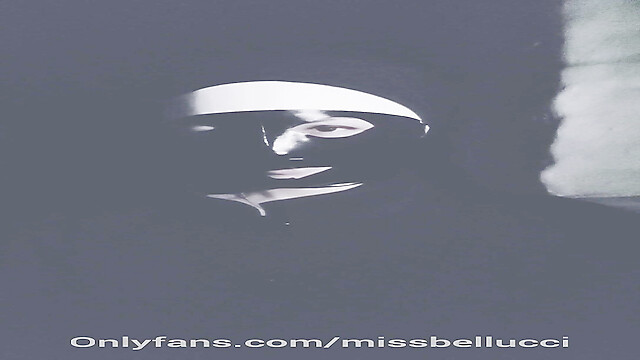 Missbellucci