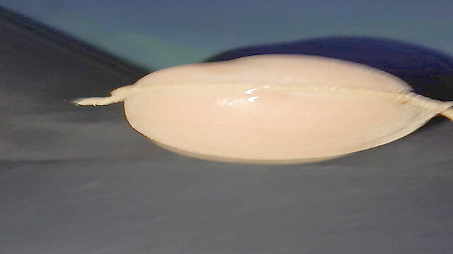 asianspandexsquirter