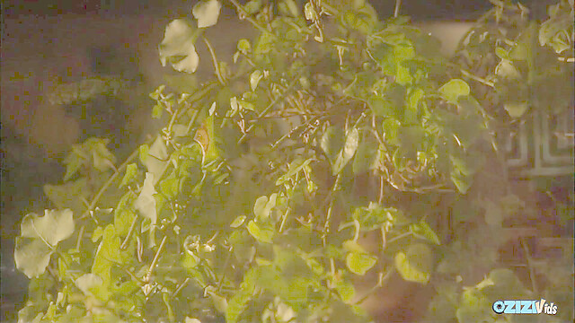 eroticfemaledominati